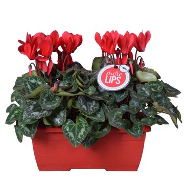 Cyclamen persicum SUPER SERIE S ALLURE MIX