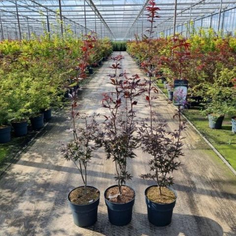 Acer palmatum 'Red Emperor'