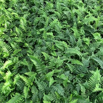 Polypodium vulgare