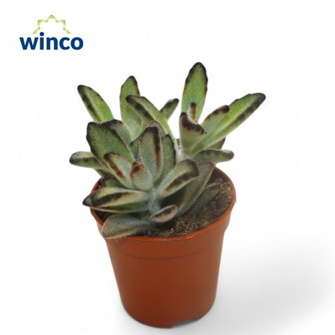 Kalanchoe tomentosa 'Nigra'