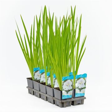 Iris ensata DINNER PLATE CUPCAKE