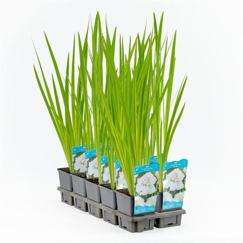Iris ensata DINNER PLATE CUPCAKE