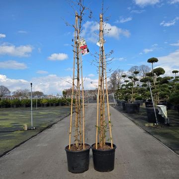 Viburnum plicatum KILIMANDJARO SUNRISE