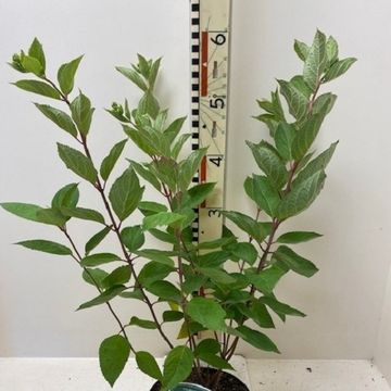 Hydrangea paniculata 'Grandiflora'