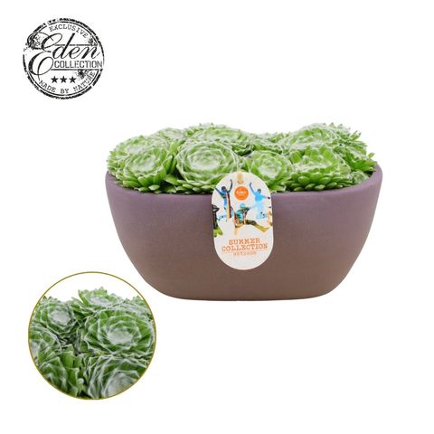 Sempervivum arachnoideum