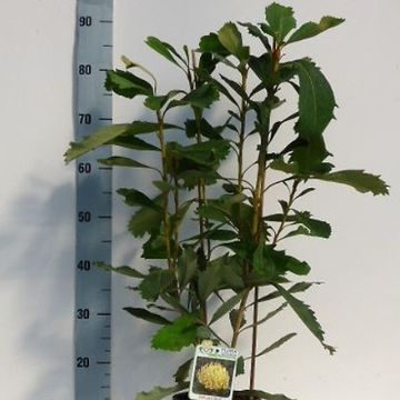 Telopea SHADY LADY YELLOW