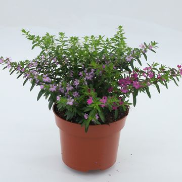 Cuphea hyssopifolia MIX IN POT