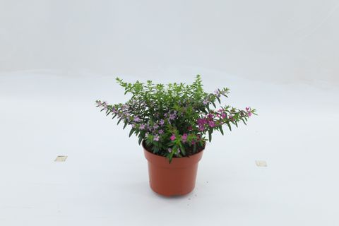 Cuphea hyssopifolia MIX IN POT