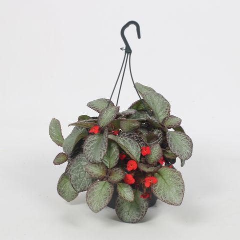 Episcia cupreata 'Pink Acajou'