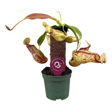 Nepenthes MIX