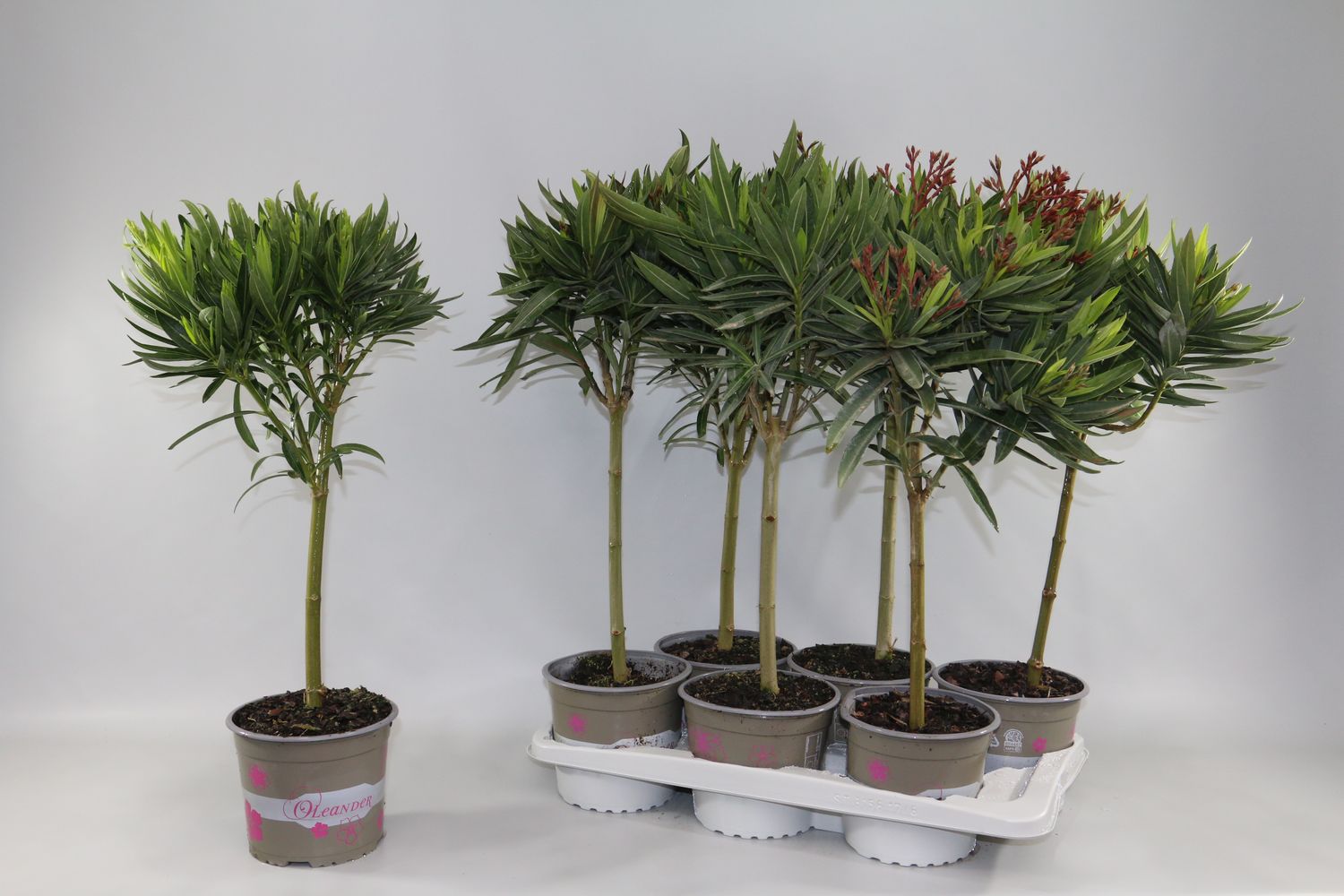 Nerium oleander MIX — Plant Wholesale FlorAccess