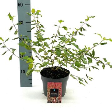 Cornus sanguinea 'Midwinter Fire'