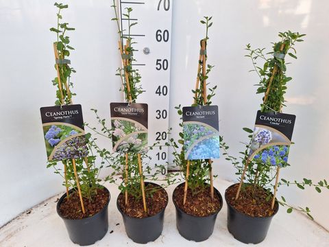 Ceanothus MIX