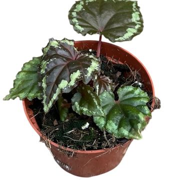 Begonia ignita