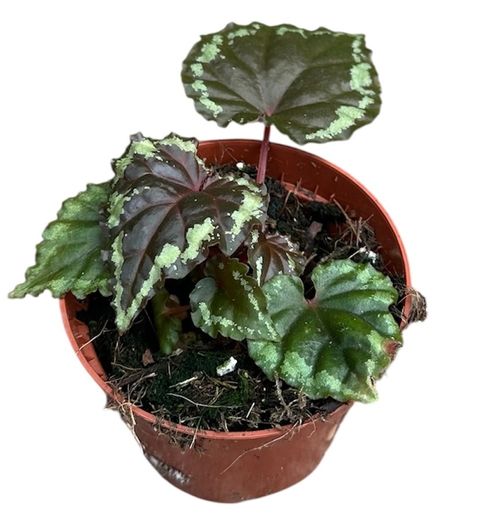 Begonia ignita