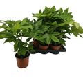 Fatsia japonica