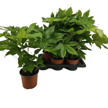 Fatsia japonica