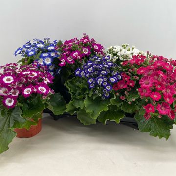 Pericallis VENEZIA MIX