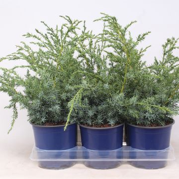 Juniperus chinensis 'Blue Alps'