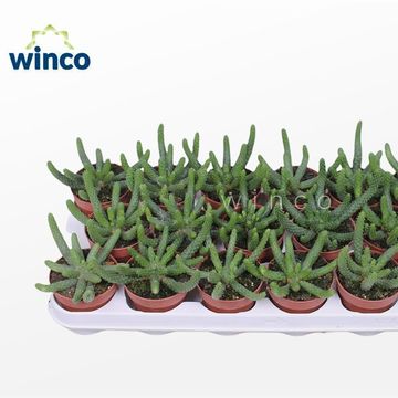 Euphorbia fruticosa 'Inermis'