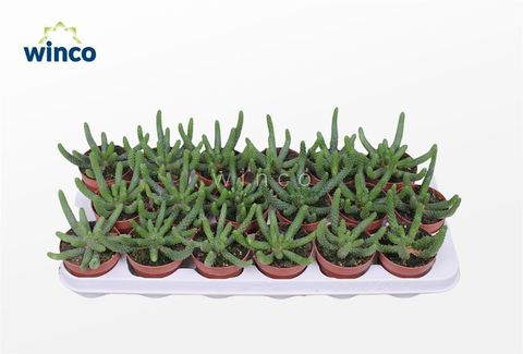 Euphorbia fruticosa 'Inermis'