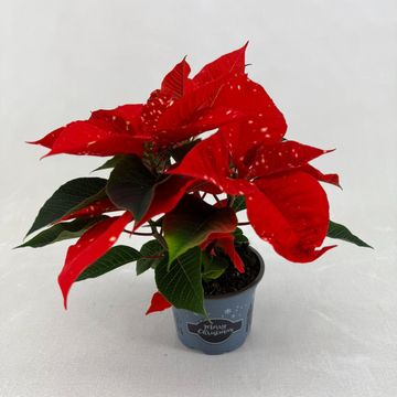Euphorbia pulcherrima FANTASY STAR ORANGE