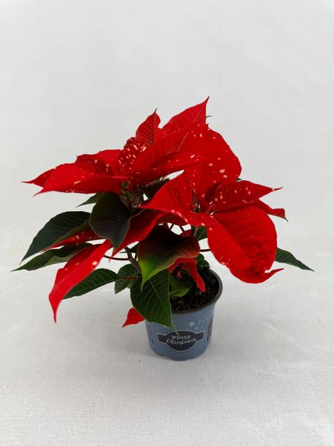 Euphorbia pulcherrima FANTASY STAR ORANGE