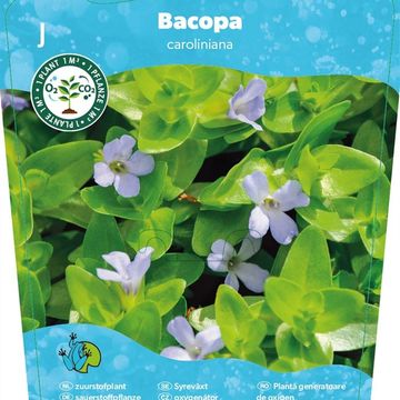 Bacopa caroliniana