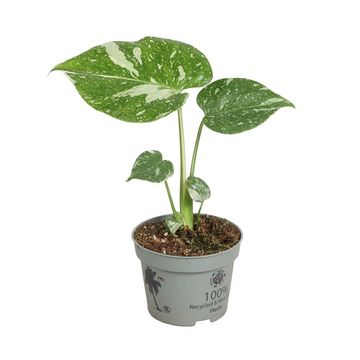 Monstera 'Thai Constellation'