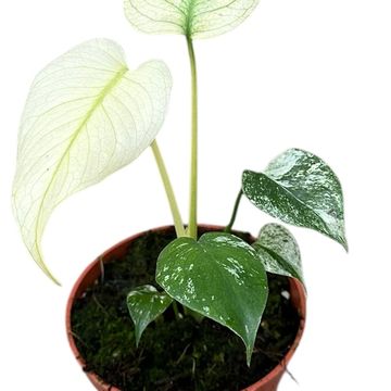 Monstera MINT