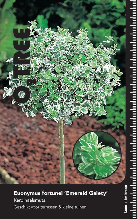 Euonymus fortunei 'Emerald Gaiety'