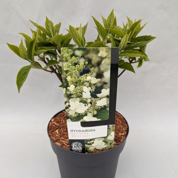 Hydrangea paniculata 'White Lady'