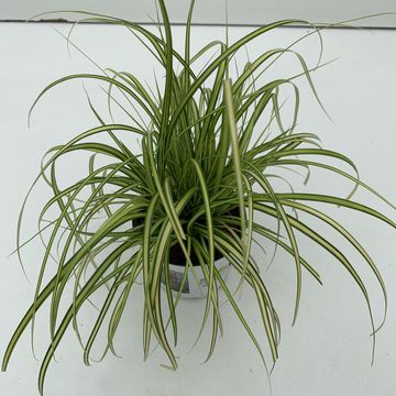 Carex oshimensis EVERCOLOR EVERSHEEN