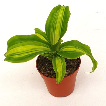 Dracaena fragrans 'Massangeana'