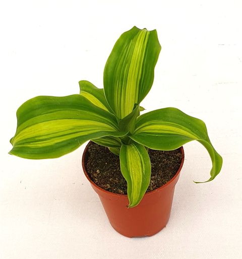 Dracaena fragrans 'Massangeana'