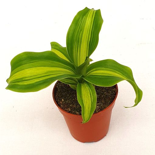 Dracaena fragrans 'Massangeana'