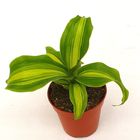 Dracaena fragrans 'Massangeana'