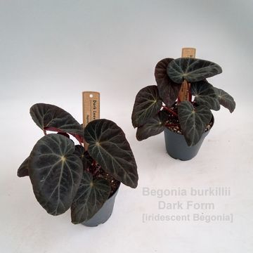 Begonia burkillii DARK FORM