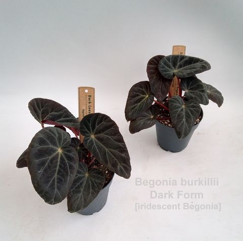 Begonia burkillii DARK FORM