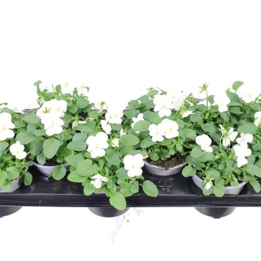 Viola 'Deltini True White'