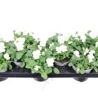 Viola 'Deltini True White'