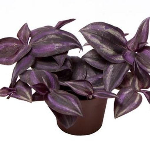 Purple Tradescantia House Plants Floral And Garden Crafts Home And Hobby Pe 