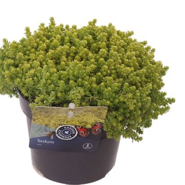 Sedum acre 'Yellow Queen'