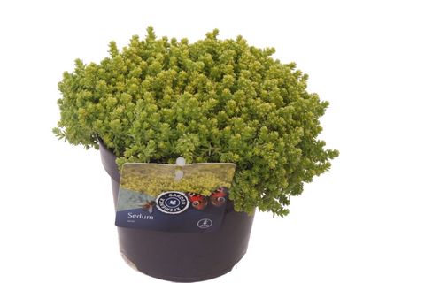 Sedum acre 'Йеллоу Квин'