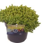 Sedum acre 'Йеллоу Квин'