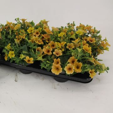 Petunia CASCADIAS INDIAN SUMMER