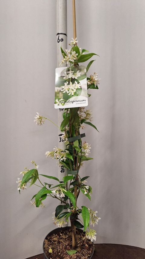 Trachelospermum jasminoides