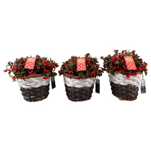 Gaultheria procumbens BIG BERRY