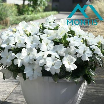 Impatiens COLORPOWER WHITE