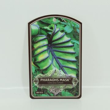 Colocasia 'Pharaoh’s Mask'